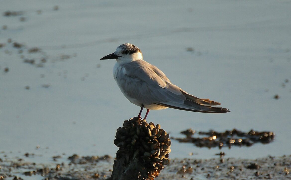 Little-Tern-350×250