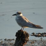 Blyth Valley and Southwold Wildlife Group: February report