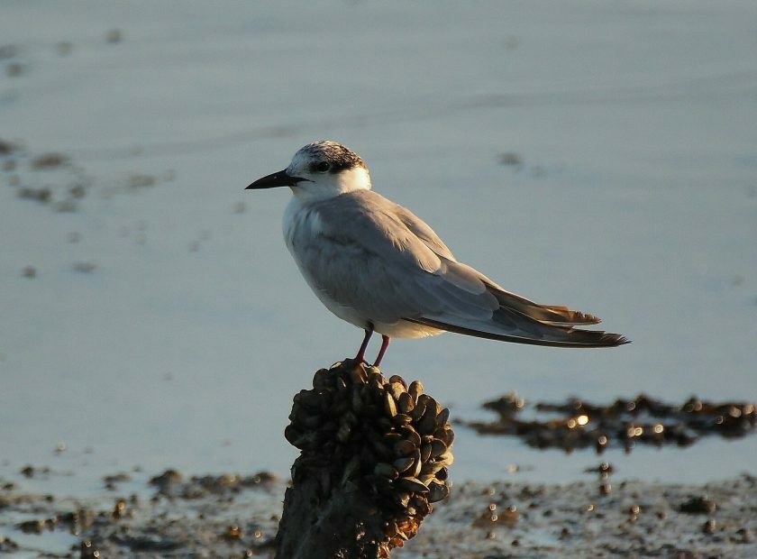 Little-Tern-350×250