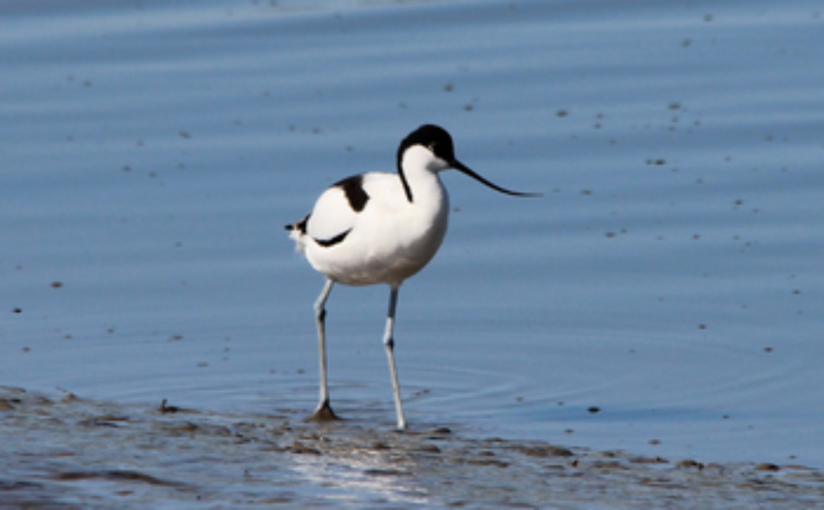 avocet