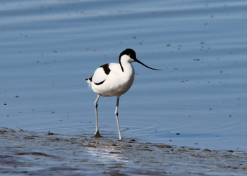 avocet