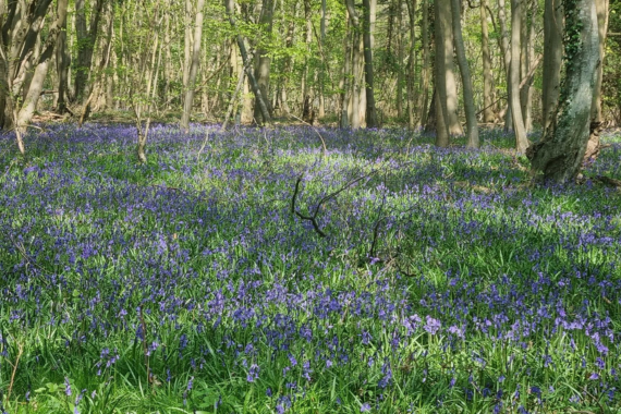 Bluebells in Reydon Woods