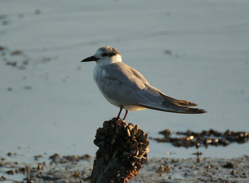 Little-Tern-350×251