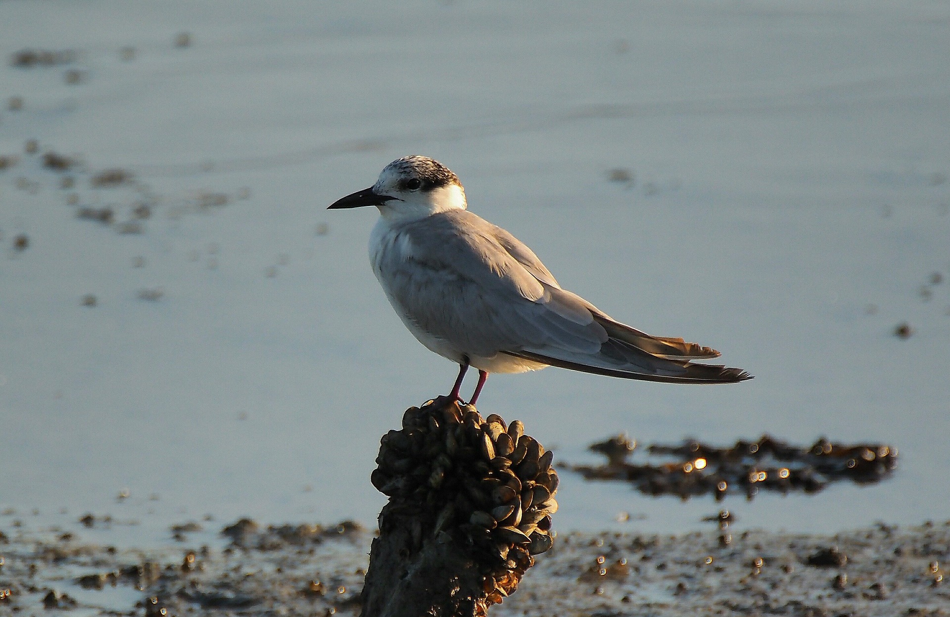 Little-Tern-350×251