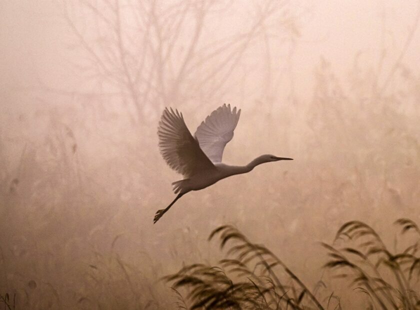 egret-5937499_1920