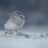 Blyth Valley and Southwold Wildlife Group: September report