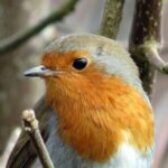 Blyth Valley and Southwold Wildlife Group: October report