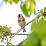 Blyth Valley and Southwold Wildlife Group: January report