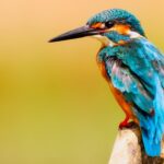 Blyth Valley and Southwold Wildlife Group: October report
