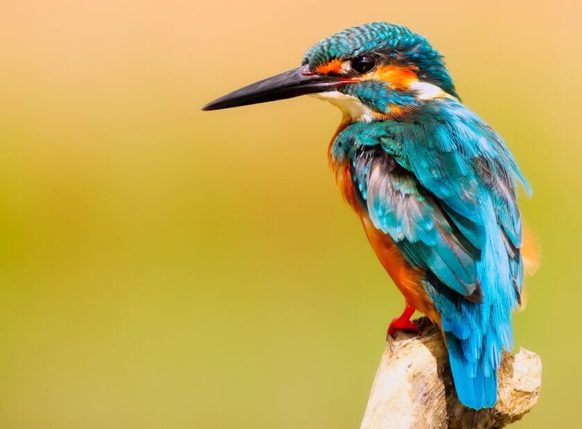 kingfisher-2046453_1920