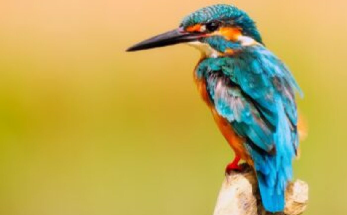 kingfisher-2046453_1920