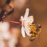 Blyth Valley and Southwold Wildlife Group: November report