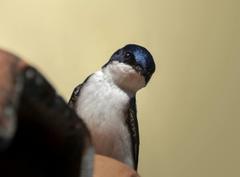 House Martin – Canva