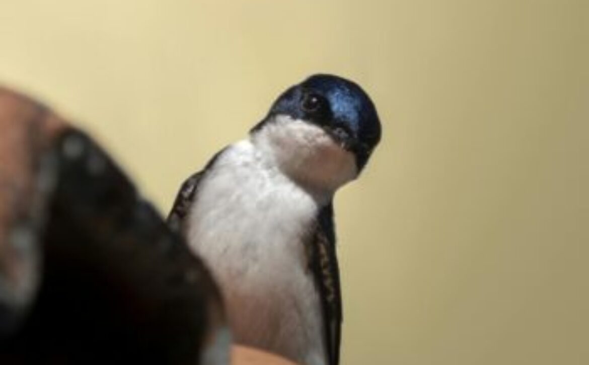 House Martin – Canva