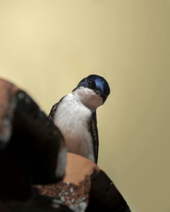House Martin – Canva
