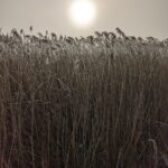 Blyth Valley and Southwold Wildlife Group: March report