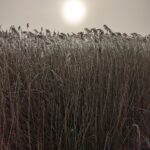 Blyth Valley and Southwold Wildlife Group: March report