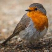 Blyth Valley and Southwold Wildlife Group: September report